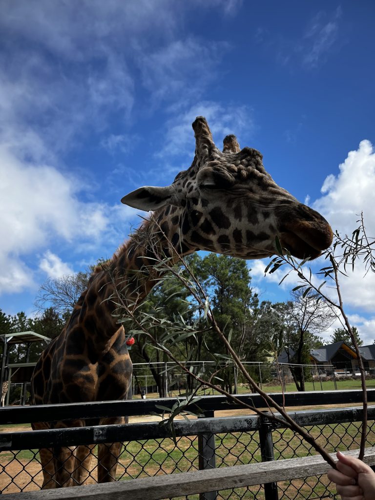 A giraffe close up in Canberra zoo