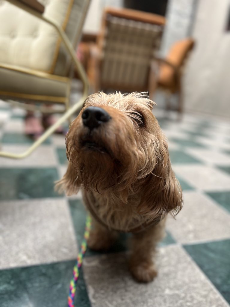 Amber the basset fauve close up 